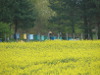 Rzepak w pełni kwitnienia